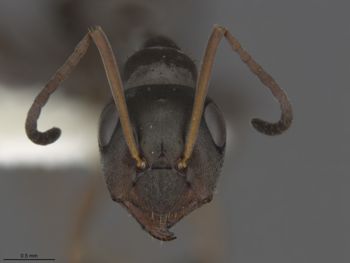 Media type: image;   Entomology 557641 Aspect: frontal